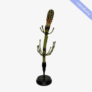 MODELLO BOTANICO EQUISSETUM LIMOSUM L.