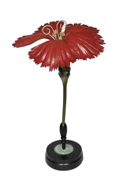 Modello botanico Dianhtus caryophyllus